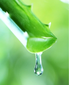 FAQ's aloevera shazai