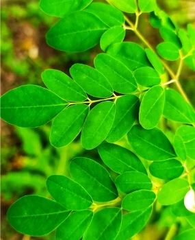 FAQ's moringa powder leaves